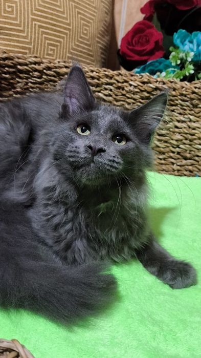 BLUE мейн кун котёнок голубой