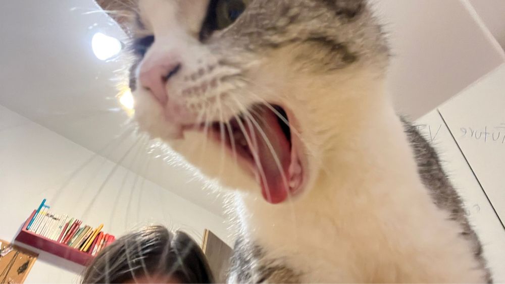 Adoptie Permanenta Pisica