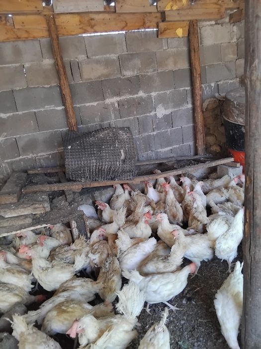 Продавам кокошки легхорн