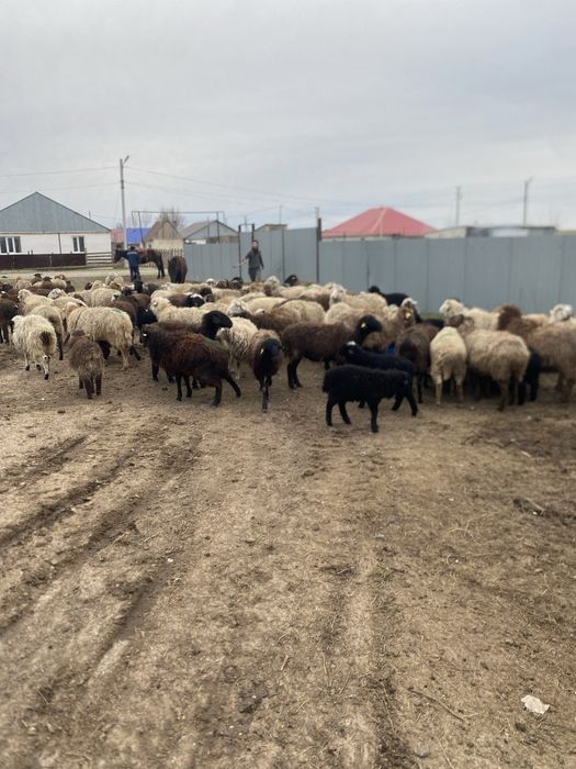 Козылы койлар сатылады