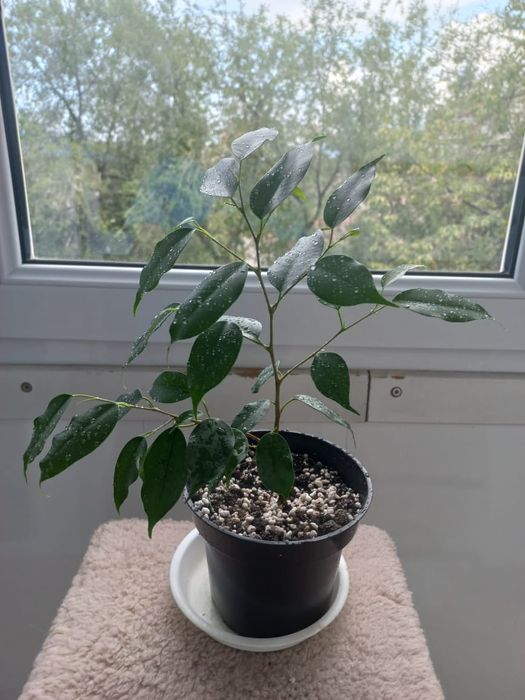 Шефлера ростки и 1 фикус Бенджамина