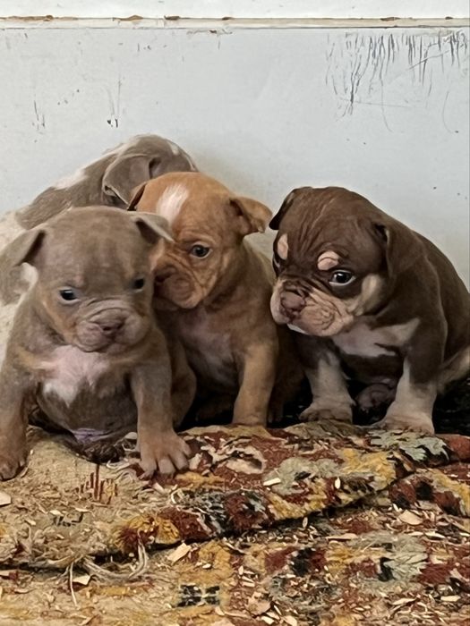 Американский булли щенки