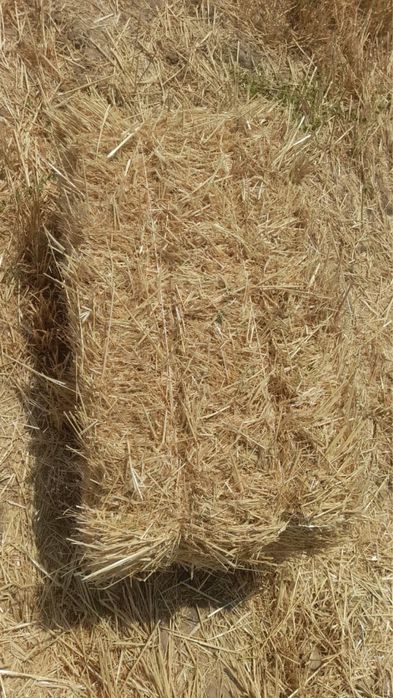 Сабан прес бар тез арада сатылады срочно