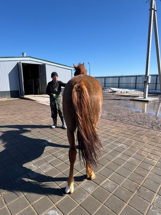 ат сатылады 6жасар