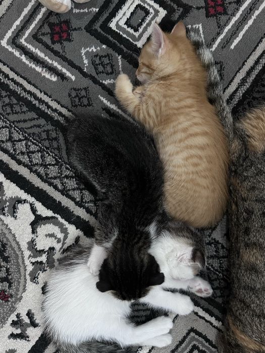 Котята 1,5 мес в добрые руки