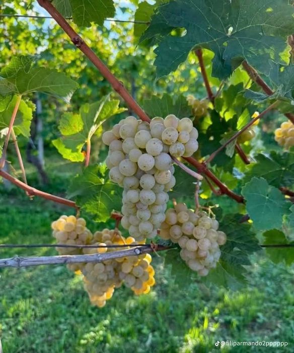 Struguri de vin cu transport