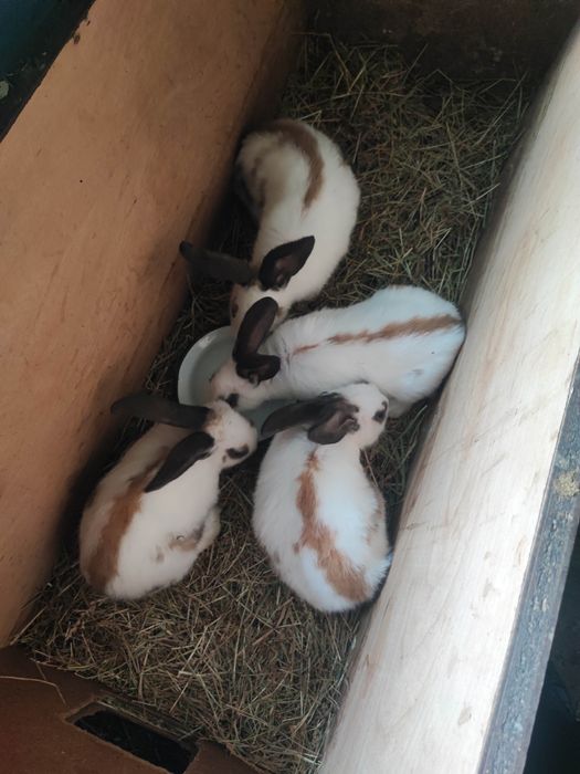 Vând iepuri Fluture German