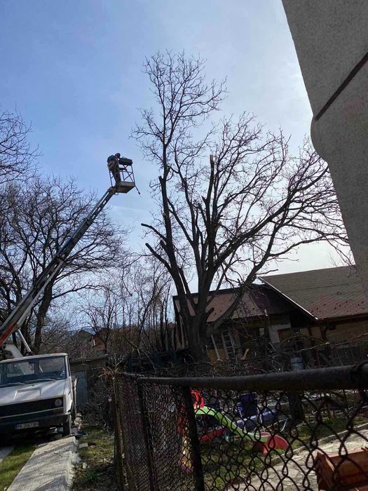 Кастрене, оформяне и премахване на дървета