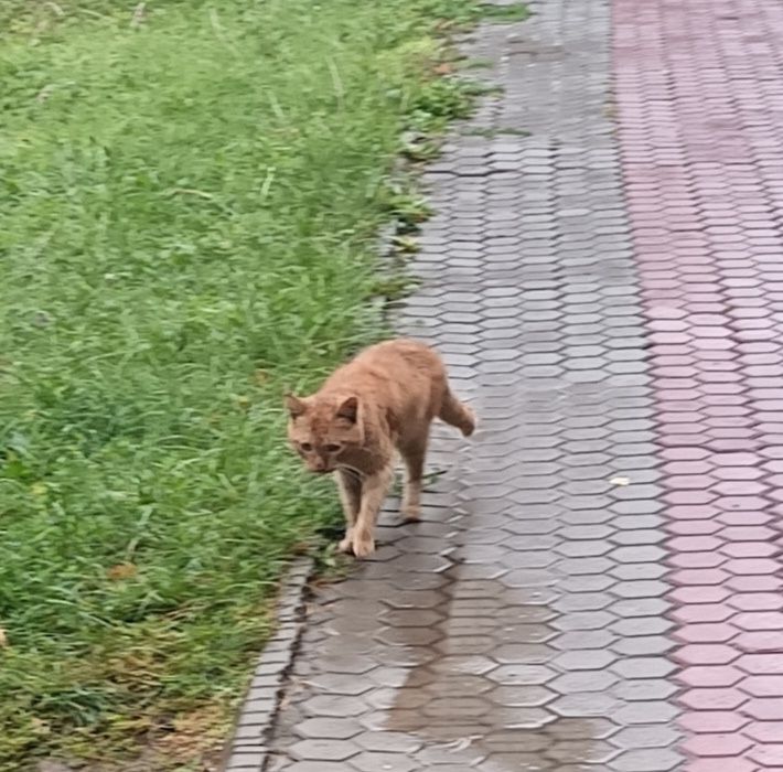 Котик Маркиз в добрые руки