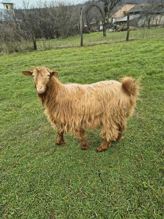 De vânzare baloți de fân + 2x capre cu țap