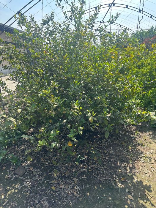 Lemon kochat 100.000.