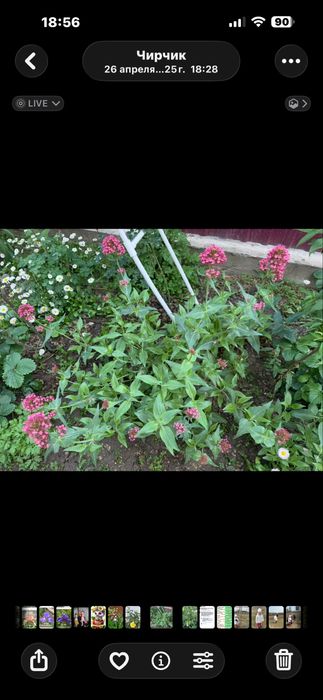 Растения из сада