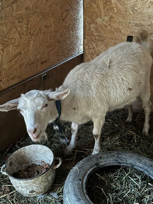 козы доиные.. молочные