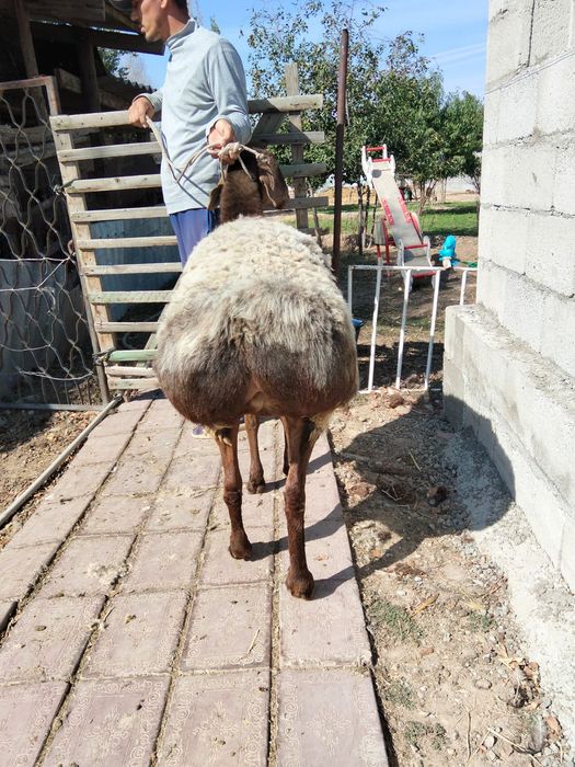 Қошқар қой сатылады