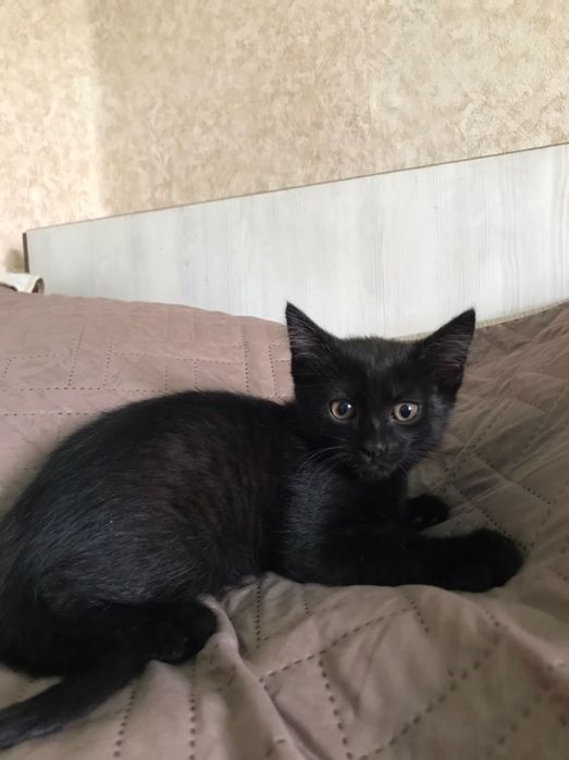 Черный кот 2 месяца
