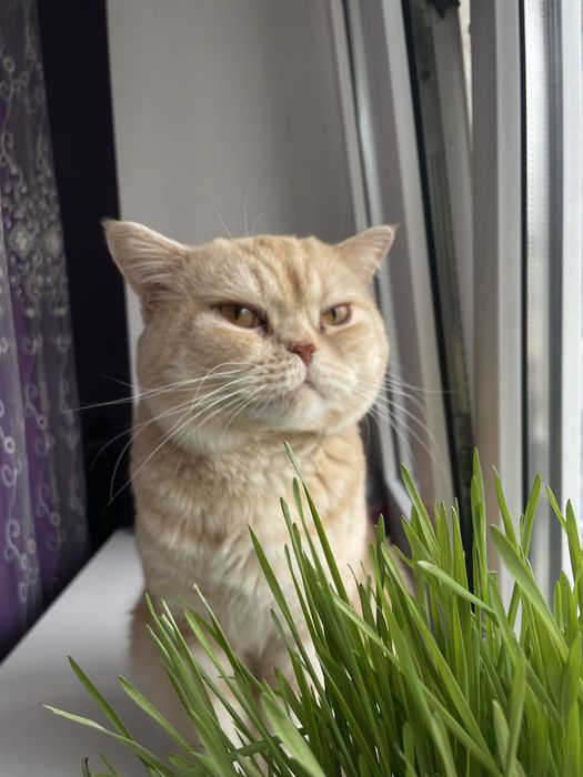 Кот британец для вязок