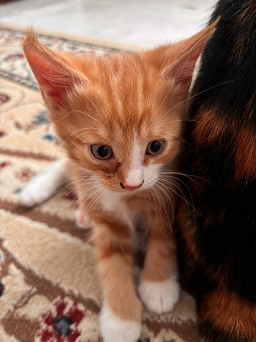 Отдам добрые руки