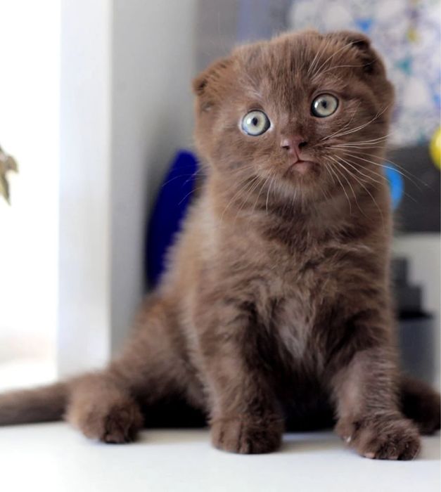 шоколадные вислоушки котята