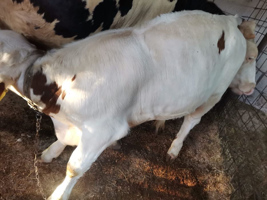 Vând vițel tânăr