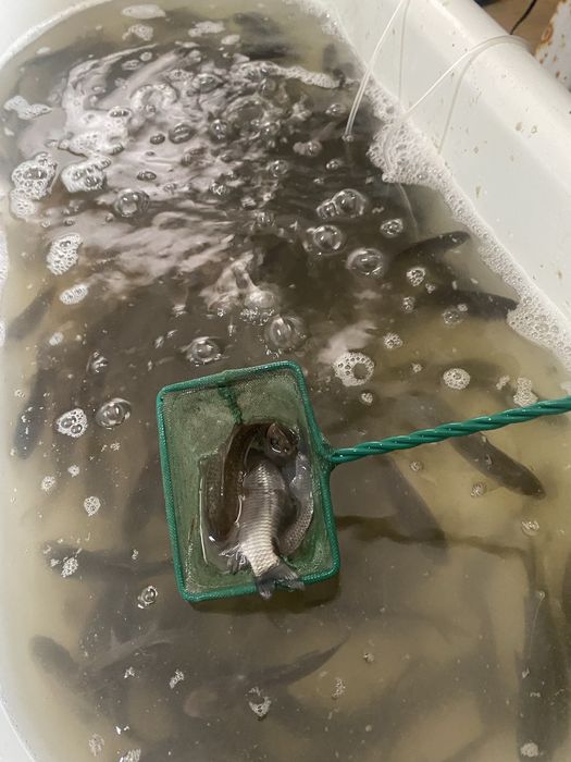 Живец балык бар колге салса болад