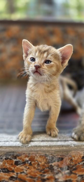 Котята на брон и продажу
