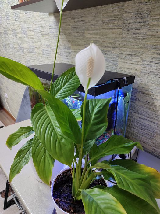 Продам Спатифиллюм