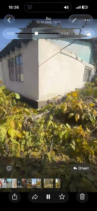 Бесплатно отдам деревья орех  срочно