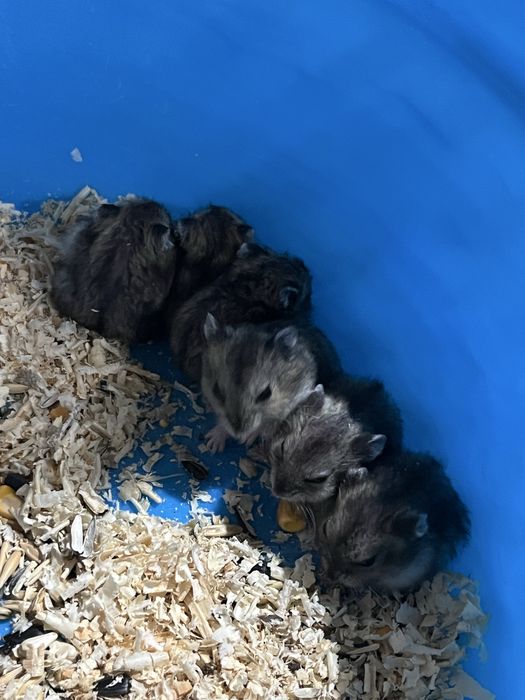 Продам хомячков малышей