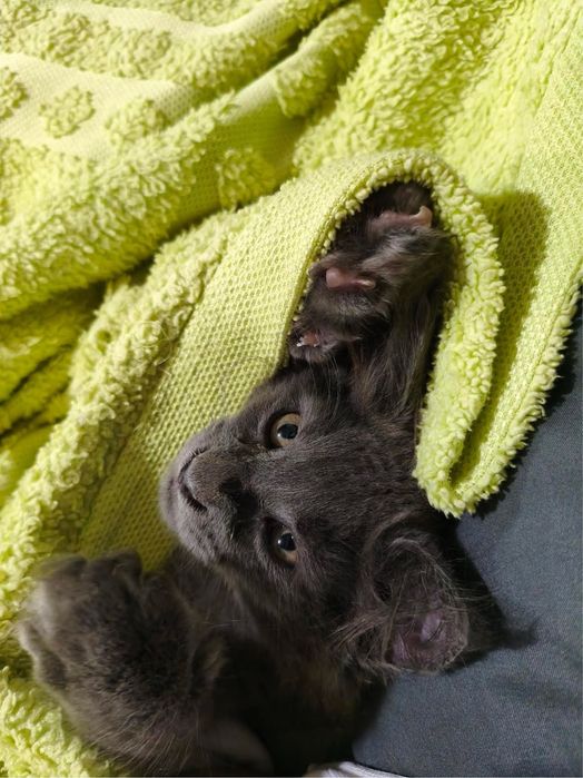 котенок Мейн Куна