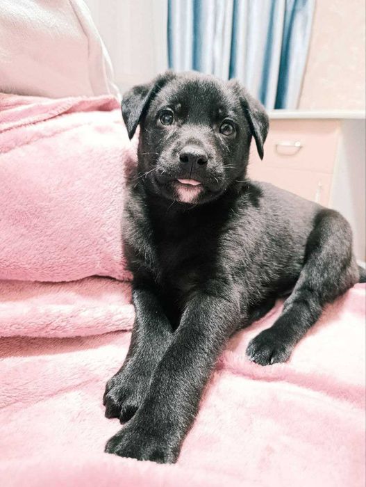 Отдам в добрые руки щенка с ненавязчивым отслеживанием судьбы