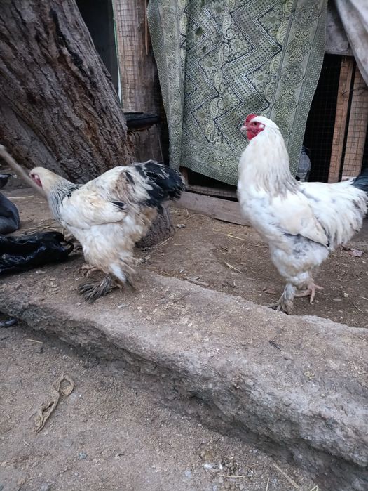 Брама хуроз сотилади