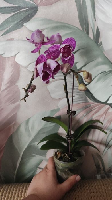 Орхидеи в подарок