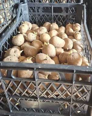 Vând cartofi de sămânță, galbeni sau roșii