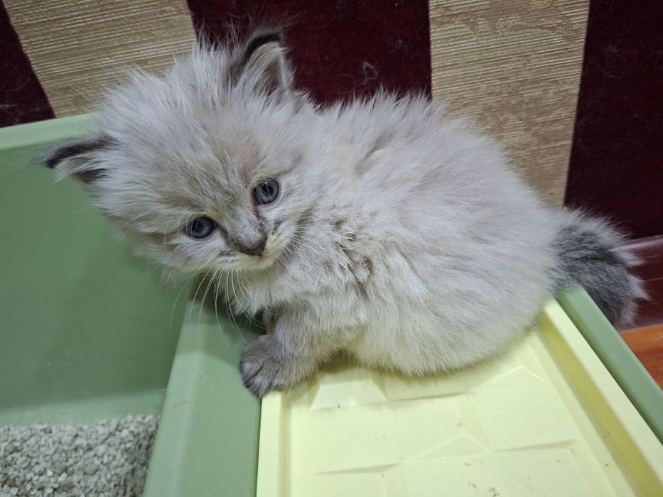 Продаётся кошка 1,5 месяца девочка