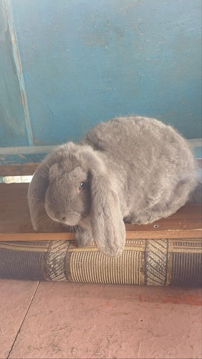 Продаю крольчат фб
