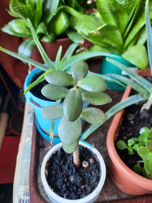 Цветы домашние разные