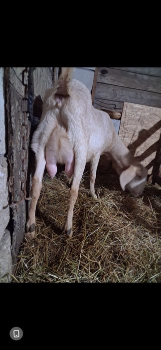 Vând capră anglobienă cu lapte la 2a fătare