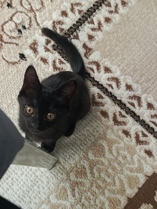 Котенотк черный окрас
