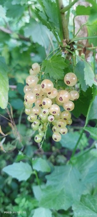 3 сорта смородины черная красная белая