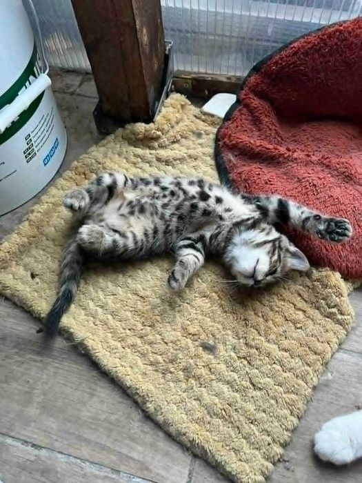 Подарявам котета