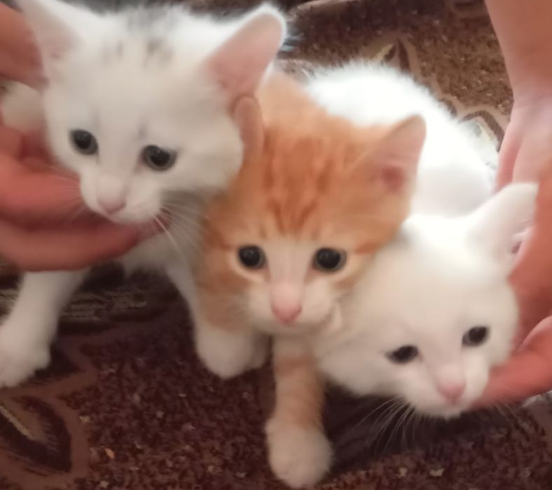 ОТДАМ КОТЯТ в добрые руки