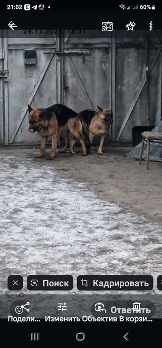Кобель для вязки