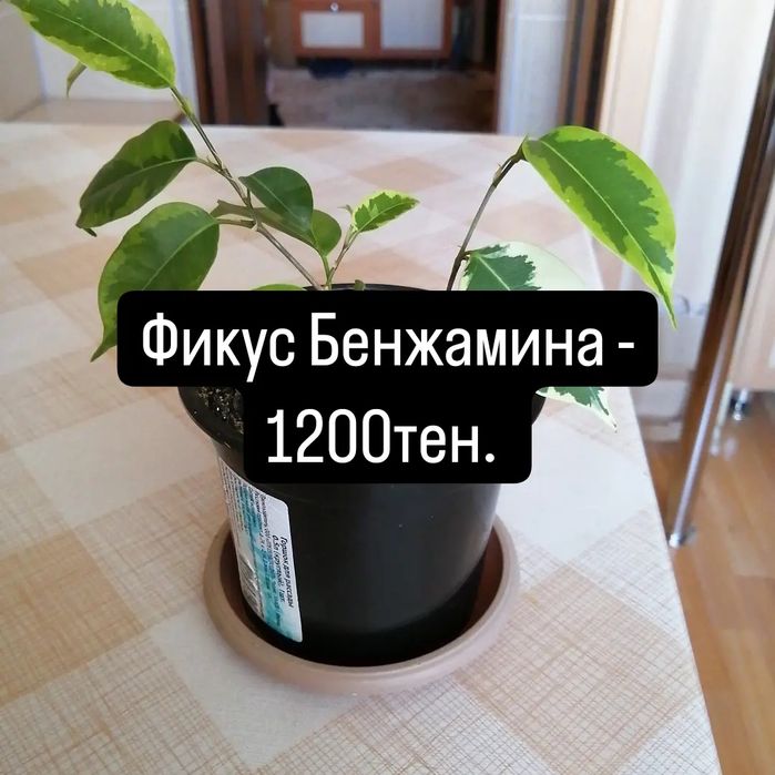 Продам комнатные цветы.