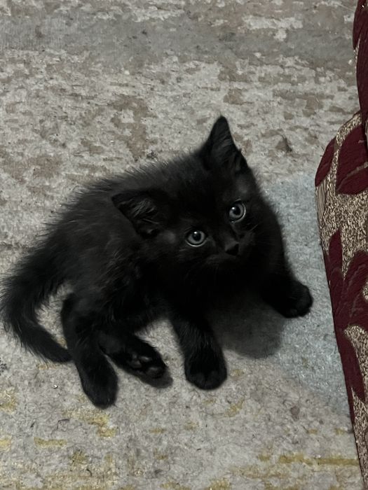 Продам чёрного котика мальчика