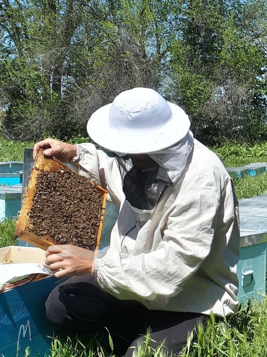 Продам МЕД в городе Тараз