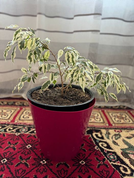 Продаються комнатные цветы
Санс