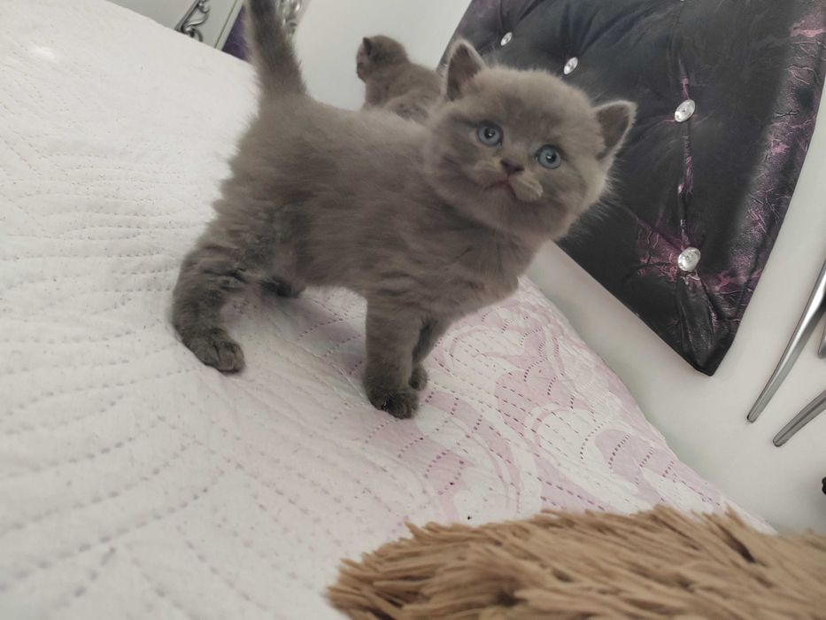 Домашни любимци котки