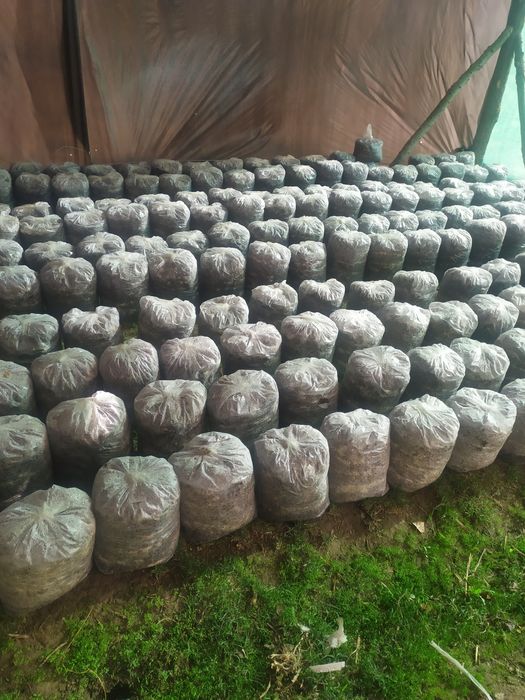 Вешинка Семена  Грибов КА 17 штп