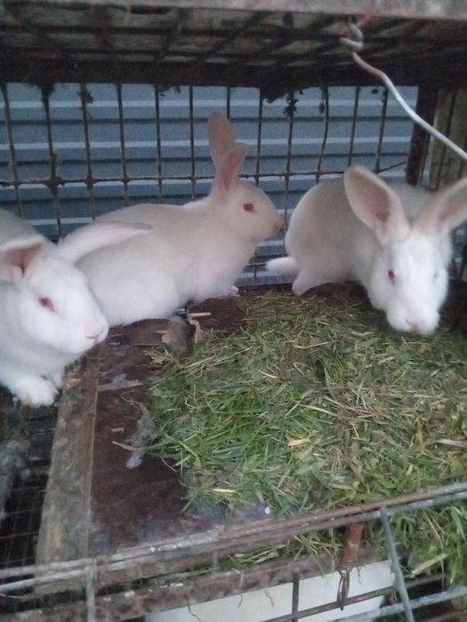 Продам кроликав продам