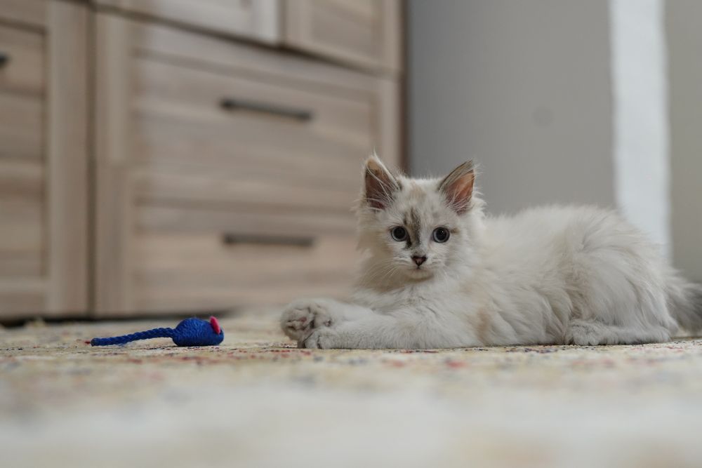 Невский маскарадтық мысық 3 айлық ұрғашы